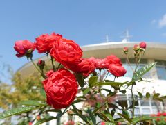 「道の駅めぬま」の秋バラ_2018_見頃過ぎですが、綺麗な花が少し残っています。（熊谷市・妻沼）