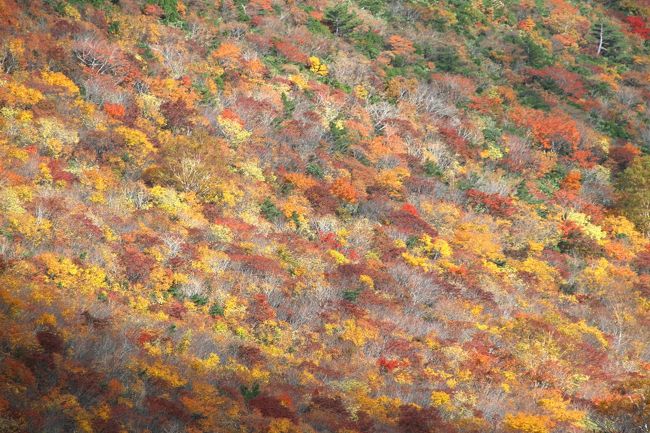 <br />☆“ほんとの空” がある“安達太良山”の紅葉を愛でるのに<br />奥岳登山口(スキー場)から勢至平⇒鉄山・くろがね小屋⇒勢至平分岐⇒峰の辻⇒<br />矢筈森⇒牛の背⇒沼ノ平と登ってきて、いよいよ安達太良山頂(1700m=乳首山)に登頂します。<br />安達太良山頂といっても安達太良連峰の最高峰は箕輪山(1728m)だし、<br />鉄山(1709m)も安達太良山より高いのですが連峰の主峰は安達太良山です。<br />おそらく奥州街道側(二本松市や郡山市)から見る安達太良山連峰では<br />乳首山が一番高く見えるので主峰とされてきたのかなと思います。<br /><br />最後に向かうのは奥岳からロープウェイでも行ける、<br />眺望も紅葉も安達太良連峰随一と言われる薬師岳パノラマに登り<br />安達太良山の紅葉狩りのフィナーレを締めくくります。<br /><br />