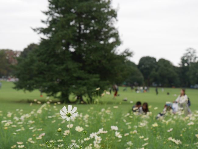 昨年は雨で中止となった昭和記念公園ファン倶楽部のコスモスオフ会ですが、今年は曇り空の中でしたが開催。<br /><br />10時に西立川駅に集合して、まずはダリアやコスモス見本園を見てみます。<br /><br />箱根駅伝の予選会と日程が重なる事が多いのですが、今回も同じ日で初めて走ってるランナーたちを観戦。<br /><br />その後は、花の丘や原っぱ東花畑を周って写真撮影し、お昼は恒例のピクニックランチで、食べて飲んでおしゃべりをして3時間ほど楽しみました。<br /><br />最後は原っぱ西花畑でも撮影をして、立川口から出て解散となりました。<br /><br />今回の参加メンバー<br />もろずみさん、morino296さん、唐辛子婆さん、コクリコさん、ひゅうひゅうさん、夏への扉さん、BeZenちゃん（ゲスト）、そして私の計8名。