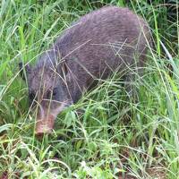 【ガチマヤ～の沖縄旅】本島北部をドライブしながら村民お勧めのスポットへ行ってみた