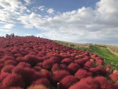 国営ひたち海浜公園(コキア紅葉)