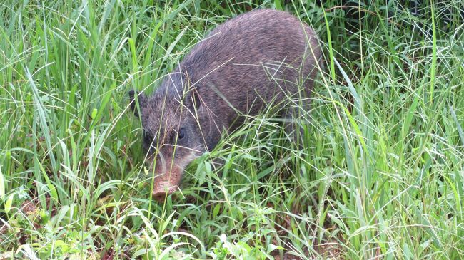 【ガチマヤ～の沖縄旅】本島北部をドライブしながら村民お勧めのスポットへ行ってみた