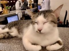 アンコールワットと猫マネージャー