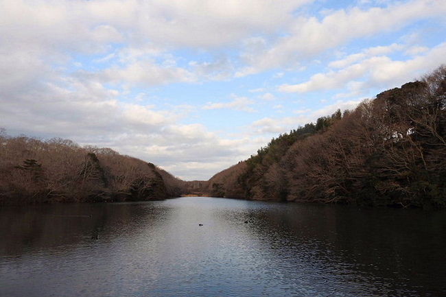 水郷県民の森の中にある大膳池で、バードウォッチングを楽しみました。<br /><br />表紙写真は、大膳池の風景です。