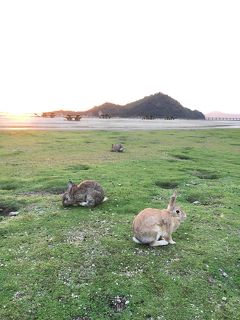 3歳娘と復興支援で西日本【1】うさぎ島でまさかの空振り編