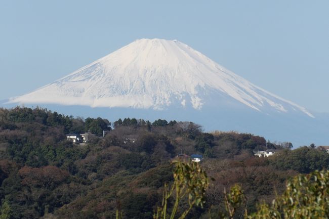 　まず、最初に祇園山見晴台を訪れた。先月、ここから見える富士山を紹介（https://4travel.jp/travelogue/11399547）したばかりだが、今日はこの天気であるから最高だ。このところの平地での雨は富士山の山頂から6、7合目くらいまでは雪になったのだろう。冬場とそれほど違わない程度に冠雪している。これなら綺麗な富士山の姿だ。<br />　今日はお父さんと一緒に小学生の男の子が次から次へと上ってくる。下の八雲神社の氏子代表でも秋に富士山がくっきりと見えることはまずないという。そんな富士山を鎌倉駅から最も近いとされる祇園山見晴台から見られるのであるから、よほど運が良かったのだろう。<br />　なお、祇園山見晴台まで上る途中の七曲りからも何ヶ所かで富士山が望めた。しかし、祇園山見晴台で綺麗な富士山が見られるのであるから、苦労してフェンス越に覗き込む必要はないだろう。<br />（表紙写真は祇園山見晴台から見る冠雪した富士山）