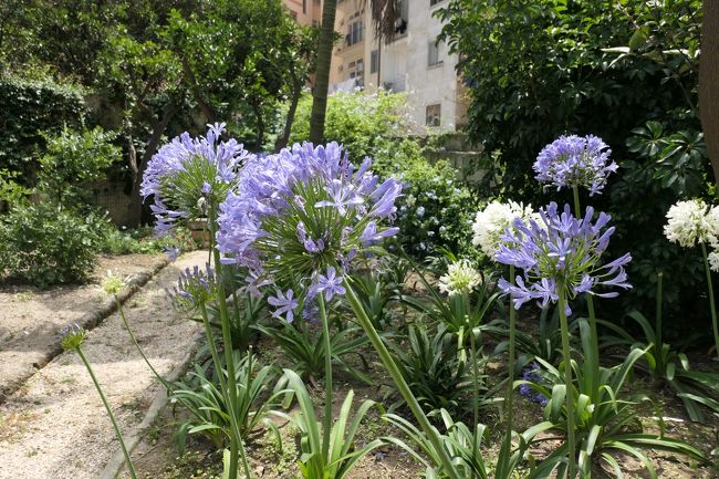 美しき南イタリア旅行♪　Vol.461(第17日）☆ブリンディジ：「サンジョヴァンニアルセポルクロ教会」秘密の花園は初夏の花がいっぱい♪