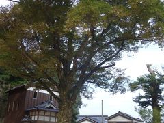 佐津温泉沖野神社の大けやき。香美町の天然記念物です。