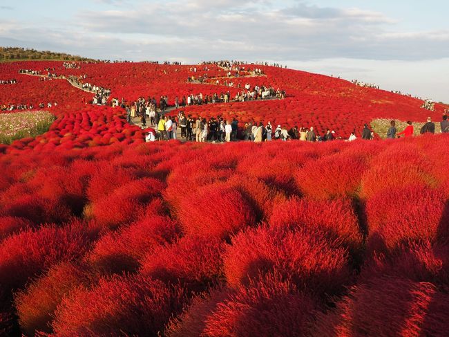 鵜の岬に宿泊してコキアの紅葉と大洗磯前神社1泊2日