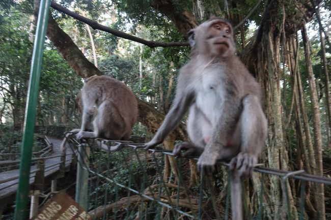 日の出前にウブドの宿を出て、モンキーフォエストに向かいます。<br /><br />8時の入園時間までに入れば、無料で見れるということでしたが、<br />丁度いったときは、管理人が掃除して中に入ろうとしたら断られたので、<br />仕方なく、公園周辺の猿を見ることにします。<br /><br />こうした野生の猿が見れるところはなかなか少ないですね。<br /><br />それからどんどん南下していくと、村のローカルの様子が見れます。<br />集会所らしきところでは、おばさんが集まって何かお菓子を作っていたり。<br /><br />それから北上していくと、のどかな田園風景が広がっています。<br />さらに進むと絵画の村プヌスタナンに。<br /><br />そしてウブドの街に戻ります。