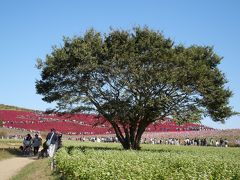 茨城・ひたち海浜公園の“コキア紅葉＆コスモス2018”を訪れて