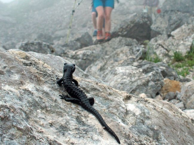 5年ぶりの海外旅行は、やっぱりオーストリアに。<br />最後の滞在地エーアヴァルトで、とても楽しみにしていたゼーベンゼーでしたが、昨日とはガラッと変わった雨模様・・・<br />それでも美しい湖でした。そして、お天気が良くないゆえの出会いもありました。<br /><br />（行程）2015年<br />□06/27（土） ミュンヘン空港着／ミュンヘン泊<br />□06/28（日） 移動～シュトゥバイタール（シュリック2000）／フルプメス泊<br />□06/29（月） シュトゥバイタール（トップオブチロル、エルファーシュピッツェ）／フルプメス泊<br />□06/30（火） シュトゥバイタール（シュリック2000）／フルプメス泊<br />□07/01（水） シュトゥバイタール（トップオブチロル、ミーダース）／フルプメス泊<br />□07/02（木） 移動～フネス谷／ザンクト・マクダレーナ泊<br />□07/03（金） フネス谷（ヴュルツヨッホ～ツァンザーアルム）／ザンクト・マクダレーナ泊<br />□07/04（土） 移動～エッツタール（ティンメルスヨッホ経由）／ゼルデン泊<br />□07/05（日） エッツタール（ホーエムート、ガイスラッハコーゲル）／ゼルデン泊<br />□07/06（月） エッツタール（ティーフェンバッハコーゲル、ペッツナーゼー、ガイスラッハコーゲル）／ゼルデン泊<br />□07/07（火） エッツタール（ヴェッタークロイツコーゲル） 移動～エーアヴァルト（イムスト経由）／エーアヴァルト泊<br />■07/08（水） ゼーベンゼー／エーアヴァルト泊<br />□07/09（木） 移動～ミュンヘン空港発<br /><br />※特記が無い場合、宿泊費はダブル（ツイン）に、二人で泊まった時の一人分（1泊）の値段。交通費は一人分です。