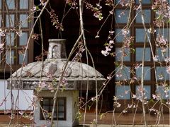 さくら・サクラ・SAKURA…桜を求めて山梨へ／食いしん坊の山梨ぶらり旅