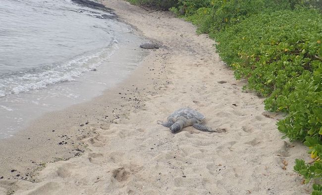 ハワイ島の旅の７日目「あいらんど・どりーむず」のチャーターツアーの続きです。<br />カイルア・コナの町歩きを楽しんだ後、車で少し移動してカロコ・ホノコハウ国立歴史公園へ。<br />復元された漁師の小屋のすぐ近くのビーチにはハワイの幸運のシンボル　ホヌ（ウミガメ）もいました。<br />また少し移動してコナのＣｏｓｔｃｏ（コスコ）でのショッピングを楽しみます。