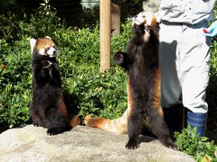 秋のレッサーパンダ紀行【３】福岡市動物園 来園２年半にして積極果敢な男の子に変貌を遂げたノゾム君、そして、相変わらず可憐な園のアイドル・マリモちゃん