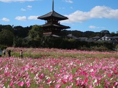 2018/10 コスモス満喫と興福寺中金堂