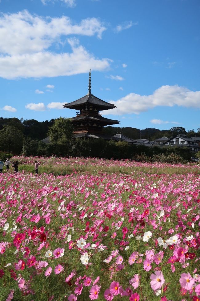 奈良でコスモスを満喫してきました。<br />また、この日から一般参拝開始となった興福寺中金堂へもお参りして来ました。