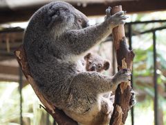 4泊6日のケアンズ旅② キュランダ満喫ツアー