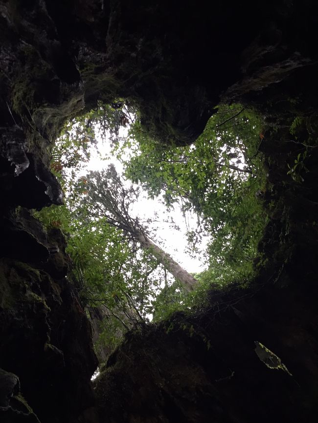 鹿児島からフェリーで屋久島３日間滞在しました。台風の影響で波がありましたが無事屋久島到着。翌朝は四時起きで縄文杉トレッキングへと向かう。<br />宿からの市バスの時刻表が旅行前に入手してたものが最新の時刻でなかったので、事前に確認すると良いです。<br />終始曇り空でしたが空気のキレイなこと！<br />また現地の海の幸やお水の美味しいこと！<br />自然を存分に堪能させて頂きました。