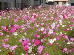 鷲宮ではコスモスがにこにこと