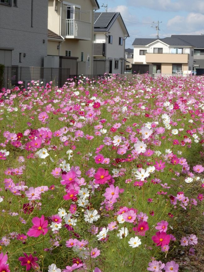 前回の鷲宮コスモスの旅行記は2015年<br /><br />鷲宮でコスモス散歩<br />https://4travel.jp/travelogue/11071124<br /><br />実は昨年も同じ時期に行ったのですが、雨に降られて悲しい思いしかなかったので、旅行記には書きませんでした。<br />今年はばっちりです。<br /><br />ちなみに、わしのみやコスモスフェスタ2018は、10月27日（土曜日）、10月28日（日曜日）です。<br />http://www.city.kuki.lg.jp/miryoku/flower_attraction/cosmos_festa.html<br /><br />歌謡ショーなどもあるようです。<br />でも、こうしたお祭りの時は、与野公園もそうですが、車椅子はどちらかというと行きづらい。。。<br />それなので、我々はそのフェスタを外していきます。<br />今回は一週間前でした。