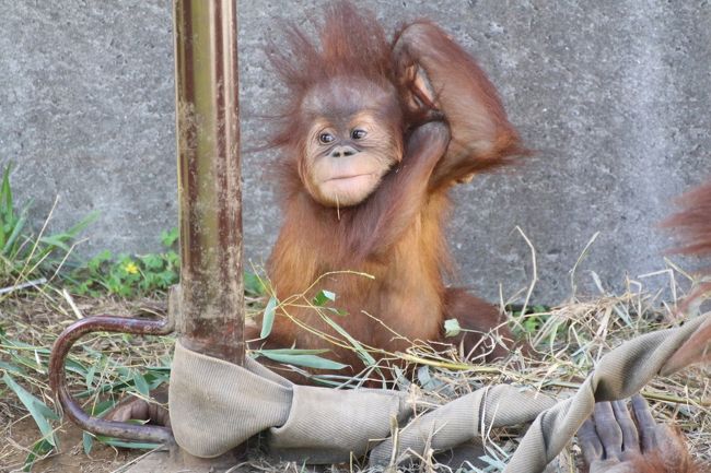 後述しますが、実は、本日は、市川市動物園に15頭もいるレッサーパンダたち（レッサーパンダの双子の赤ちゃんを含めています）にじっくり会えれば、他の動物たちには会えなくてもいいや、と思っていたスロースタートでした。<br /><br />だけど、オランウータン舎は、園内３か所にあるレッサーパンダ舎のうち、赤ちゃんたちがいるケージの近くです。<br />合間にふと、オランウータンの赤ちゃんのポポちゃんとスーミー・ママのことを思い出したので、会い損ねずにすみました！<br />半年前の前回、2018年４月に再訪したとき、スーミー・ママとポポちゃんの当番は午前中で、イーバン・パパと半日交代だったことを教えてもらっていたのに、あぶなく見逃すところでした。<br />オランウータンはしぐさが人間っぽくいところも面白いですが、赤ちゃんはほんとに可愛くて、そしてポポちゃんの動きやしぐさも面白かったです。<br /><br />レッサーパンダたちの合間に他の動物たちも見に行く時間が取れたのですが、小獣舎を回っているときに、ケツメリクガメのアンディーくんが園内をお散歩しているところに遭遇できました！<br />お散歩アンディーくんに会うのは２度目ですが、なんだかんだと楽しくなって、後に付いて行きたくなります。<br />きっと、アンディーくんだけではないですが、カメは意外に足が速いことと、アンディーくんが飼育員さんや何人もの見学者を従えて闊歩している姿に、確固たる意志のようなもの（？）に、妙に惹かれるものがあるのだと思います。<br /><br />小獣舎では、コツメカワウソやミーアキャットの食事タイムに時間を合わせられたら、もっともっと楽しくて魅力的な姿が見られたと思いますが、それは合わせられなかったので仕方がありません。でも、ふつうに過ごしているこれらの動物たちの姿も可愛らしいです。<br /><br />なかよし広場は、他の動物園でもふれあえるチャンスはあるので───たとえば我が家に一番近い智光山公園こども動物園などは、ふれあい動物を割愛すると物足りなくなります（笑）───当園でわざわざ……と思ったけれど、ふらっと寄ってみたのは、当園のなかよし広場でも、以前、楽しく過ごした思い出があったから@<br />それに、たいていの動物園にあるこういうコーナーの違いを見るのも興味深いです。<br />夕方になっていたので、空いていたため、なかよし広場限定で放し飼いの動物たちは、もうバックヤードに戻った後のようで、広場はさびしくなっていました。<br />代わりに、人も少なく、ふれあいモルモットたちは何匹も待機していたので、親子に混じって、私もモルモットとふれあったりしました@<br /><br />実は、本日は、我が地元の埼玉こども動物自然公園（埼玉ズー）と、どちらに行くか迷いました。<br />今年2018年も続けてレッサーパンダの赤ちゃんが生まれたことを知り、まさかと驚いたのは、埼玉ズーもそうでしたが、私にとっては市川市動物園もそうでした。<br />この週末は、続けて埼玉ズーを訪れて、レッサーパンダの赤ちゃんの一週間の成長ぶりを見ることも考えました。でも、本日は、秋の行楽日和。来園者は多いはず。<br />あの混雑を、同じ場所で耐えることには、少しげんなりし、同じ耐えるなら、チャンスがあるうちに、ちびちびの赤ちゃんたちにできるだけたくさん会いに行った方がいいと思い、市川市動物園の双子ちゃんに会いに行くことにしたわけでした。<br />市川市動物園まで、我が家から片道２時間半。<br />十分日帰り圏内なのですが、この後の週末は次々と予定が入っていたので、この週末を逃したら、しばらく訪れるチャンスがなくなってしまう恐れもありました。<br /><br />折しも、９月は秋バラの季節。<br />市川市動物園に行くなら、以前の私なら、京成ばら園の早朝開園をねらって、両方ハシゴしたでしょう。<br />あるいは、市川市動物園に隣接する植物園のバラ園もなかなか素敵なので、そちらにも足を運ぶようにしたかもしれません。<br />ただ、１日に２か所のはしごはせわしないです。それに今回はレッサーパンダの赤ちゃん狙いです。<br />事前に赤ちゃんの公開時間の目安の公表は公式ツイッターに出ていたものの、あくまで目安だったので、チャンスがあればできるだけ長く赤ちゃんが見たかったです。<br />なので、２か所ハシゴすることによって時間にしばられたくありませんでした。<br />それに、実は前日の土曜日、医者通いや用件の合間に近所の智光山公園のバラ園に行ったりして張り切ってしまったため、本日、日曜日の朝、早起きできず、すっかりスロースタートになってしまいました。<br />でも、市川市動物園は、初めて訪れた2013年１月から数えると通算12回目の訪問になるので、すでに馴染みの動物園ですし、なにより規模はそれほど大きくありません。<br />片道２時間半もかかるので、せっかく行くなら他の動物たちにも会いたかったのは確かですが、そんなわけで、レッサーパンダさえじっくり見られれば、他の動物たちに会えなくも、あきらめはつくと思いました。<br /><br />そんな風に思って、開き直ってスロースタートにしたわりには、いや、そう開き直っていたからか、逆に、レッサーパンダ以外の動物たちにも思ったより会えて、楽しかったです@<br /><br />ちなみに、本日、出かける仕度をしていた段階で、到着は11時頃になると分かりました。<br />実は本日は、ゆるキャラの梨丸くんが登場する日で、その場所は正門前広場、時刻は11時からと13時からでした。<br />13時からの方は、レッサーパンダの食事時間が近いので、正門前まで足を伸ばすのは無理。<br />11時からなら狙えるはずですが、レッサーパンダに夢中になっていると、時間をころっと忘れて逃してしまいがちです。<br />実際、前回４月の訪問時は、その日もちょうど梨丸くんが登場すると分かっていたのに、逃してしまいました。<br />でも、今回は、到着する時間が、ちょうど梨丸くんの登場時間帯でした。<br />相手はただの着ぐるみで、写真を撮らせてもらっただけです。<br />でも、会えるとテンションが上がります。ゆるキャラの着ぐるみには不思議な魔力があるとつくづく思いました。<br />それと、いつでも会えるわけではないという希少価値（？）もあるのかな。<br /><br />＜レッサーパンダの双子の赤ちゃん目当てで半年ぶりの市川市動物園再訪の旅行記シリーズ構成＞<br />■（前編）オランウータンの赤ちゃんのポポちゃんやケヅメリクガメのお散歩アンディーくんにわくわく！～思ったより見られたレッサーパンダ以外の動物たち<br />□（後編）レッサーパンダ特集：到着してすぐに会えた双子の赤ちゃん！～たくさん会えたナミちゃんとほとんど会えなかったテルちゃん～晴天下で光るケージのレッサーパンダはドアップで迫るしかない（苦笑）<br /><br />＜タイムメモ＞<br />09:10　家を出る<br />09:54　北朝霞駅発JR武蔵野線に乗り換える<br />（乗換えの多いルート）<br />10:41　市川大野駅到着<br />10:52発の京成バスに乗車（定刻）<br />11:05　市川市動植物園に入園（09:30開園）<br />11:05-11:15　梨丸記念撮影・管理室で買い物<br />11:20-11:30　レッサーパンダ（家畜舎の横）<br />（ナミちゃん以外、ハオ・ソラはお休み中）<br />11:35-12:40　レッサーパンダ（ミニ鉄広場）<br />（双子の赤ちゃん出入り自由で朝から展示場へ）<br />12:40-12:50　オランウータン（スーミーママとポポちゃん）<br />12:50-13:00　レッサーパンダ（ミニ鉄広場）<br />13:05-13:20　レッサーパンダ（家畜舎の横）<br />（13:05頃-13:15　ナミ・ハオ・ソラのパクパクタイム）<br />13:25-14:30　レッサーパンダ（ミニ鉄広場）<br />（13:30頃-14:05　パクパクタイム）<br />14:35-15:00　ニホンザルから小獣コーナー<br />（お散歩アンディーくん（ケヅメリクガメ））<br />15:00-15:05　レッサーパンダ（家畜舎の横）<br />15:10-15:40　休憩<br />15:40-15:50　なかよし広場<br />15:55-16:20　レッサーパンダ（ミニ鉄広場）<br />16:20-16:25　オランウータン（イーバン）<br />16:30頃　動物園を出る（16:30閉園）<br />17:00発の京成バスに乗車して市川大野駅へ<br />17:10　市川大野駅のバス停に到着<br />17:14　市川大野駅発JR武蔵野線に乗車<br />18:30すぎ　自宅最寄り駅に到着<br /><br />市川市動物園の公式サイト<br />http://www.city.ichikawa.lg.jp/zoo/<br /><br />※これまでの動物旅行記の目次を作成済。随時更新中。<br />「動物／動物園と水族館の旅行記～レッサーパンダ大好き～　目次」<br />http://4travel.jp/travelogue/10744070<br /><br />※そのうち、これまでの市川市動物園の旅行記のURL集は、この旅行記の末尾にまとめました。<br />