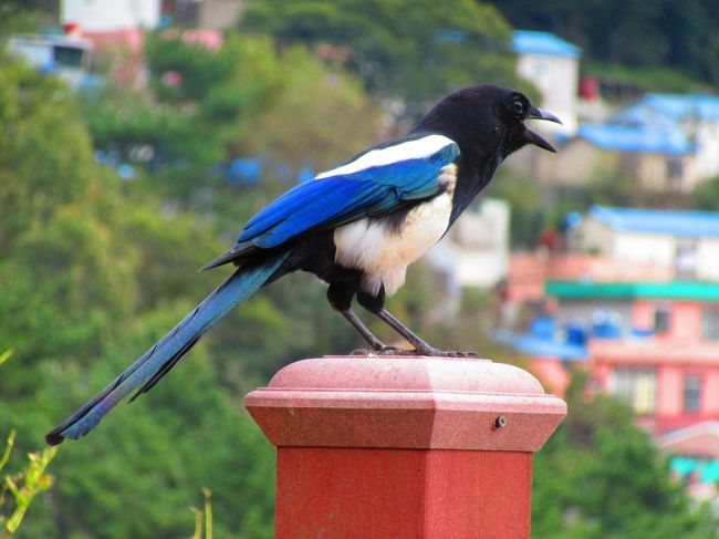 少しばかりのJALマイルがたまり、来年には一部マイルが消失してしまう事が分かったのでマイルで行ける場所を探していたら韓国が当てはまりました。<br />正直、複雑な日韓感情があり、韓国への渡航は今まで考えていませんでした。<br />だってさ、「日本人だと分って石投げられたら嫌だし~」と思って。(ごめんなさい)<br /><br />でも、韓国人の友達とかも最近仲良くなって(在日3世)少しずつ気持ちに変化があったのも確か。<br />7年前に一度友達(日本人)とツアーで行ったきりの韓国(ソウルだけど)<br />最近は映画の影響もあって釜山に行ってみたいなぁ~と思っていたので、今回行く事を決意。<br />中部国際空港から成田を経由して釜山に行って来ました。<br /><br />飛行機でたった1時間半のお隣の国、韓国。<br />思っていた以上に日本語表記が多くて、とっても旅がしやすかった。交通機関も発達していて、なにより同じアジア。欧米を旅するのと違って何だかホットする感じ。<br />いろんなわだかまりが解けて、もっと、もっと仲良くできたらいいのにね。<br /><br />2日目は山肌にカラフルな家々がびっしりと建っていて、その美しい風景から「韓国のマチュピチュ」と呼ばれている甘川洞文化村に行って来ました。以前テレビか何かで初めて知って、行ってみたいと思っていた場所です。<br /><br />★日程★<br /><br />1日目 中部国際空港~成田国際空港~金海国際空港<br /> 釜山シティツアー 夜景を見る。<br /> 「松亭3代クッパ」で遅い夕食。<br /><br />2日目 「韓国のマチュピチュ」と呼ばれている甘川洞文化村に行ってみた。 <br /> 魚介類専門市場として韓国一の規模を誇るの「チャガルチ市場」をぶらぶら。<br /> お昼ご飯はチャガルチビュッフェで食べ放題(^^♪<br /> 釜山タワーにも行ってみた。<br /><br />3日目 ガイドブックには必ずと言って良いほど掲載されているアワビ粥で有名な「済州家」で朝食<br /> 国際市場に行ってなかったので行ってみる。<br /> 金海国際空港~成田国際空港<br />