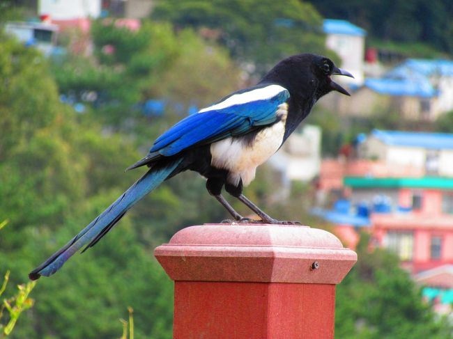 少しばかりのJALマイルがたまり、来年には一部マイルが消失してしまう事が分かったのでマイルで行ける場所を探していたら韓国が当てはまりました。<br />正直、複雑な日韓感情があり、韓国への渡航は今まで考えていませんでした。<br />だってさ、「日本人だと分って石投げられたら嫌だし～」と思って。（ごめんなさい）<br /><br />でも、韓国人の友達とかも最近仲良くなって（在日3世）少しずつ気持ちに変化があったのも確か。<br />7年前に一度友達（日本人）とツアーで行ったきりの韓国（ソウルだけど）<br />最近は映画の影響もあって釜山に行ってみたいなぁ～と思っていたので、今回行く事を決意。<br />中部国際空港から成田を経由して釜山に行って来ました。<br /><br />飛行機でたった1時間半のお隣の国、韓国。<br />思っていた以上に日本語表記が多くて、とっても旅がしやすかった。交通機関も発達していて、なにより同じアジア。欧米を旅するのと違って何だかホットする感じ。<br />いろんなわだかまりが解けて、もっと、もっと仲良くできたらいいのにね。<br /><br />2日目は山肌にカラフルな家々がびっしりと建っていて、その美しい風景から「韓国のマチュピチュ」と呼ばれている甘川洞文化村に行って来ました。以前テレビか何かで初めて知って、行ってみたいと思っていた場所です。<br /><br />★日程★<br /><br />1日目　 中部国際空港～成田国際空港～金海国際空港<br />　　　  釜山シティツアー　夜景を見る。<br />　　　 「松亭３代クッパ」で遅い夕食。<br /><br />2日目　「韓国のマチュピチュ」と呼ばれている甘川洞文化村に行ってみた。　　　 <br />　　　　魚介類専門市場として韓国一の規模を誇るの「チャガルチ市場」をぶらぶら。<br />　　　　お昼ご飯はチャガルチビュッフェで食べ放題(^^♪<br />　　　　釜山タワーにも行ってみた。<br /><br />3日目   ガイドブックには必ずと言って良いほど掲載されているアワビ粥で有名な「済州家」で朝食<br />　　　　国際市場に行ってなかったので行ってみる。<br />　　　　金海国際空港～成田国際空港<br />