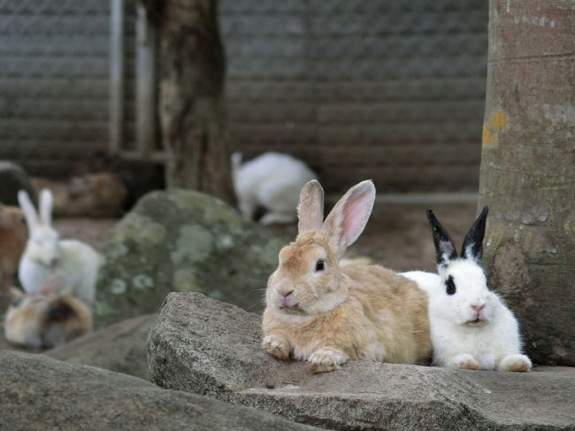 2018年 7月　タイ・チェンカーン　悶絶級のウサギの楽園、Wat Pra Putthabat 