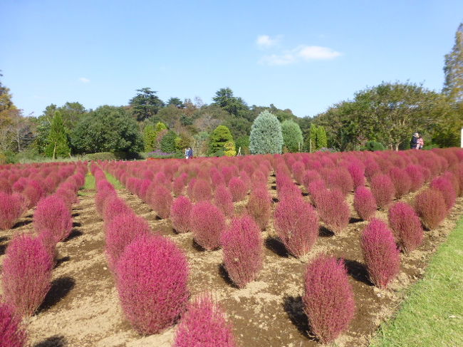 清水公園でコキア 野田 関宿 千葉県 の旅行記 ブログ By Yo Haiさん フォートラベル 清水公園でコキア 野田 関宿 千葉県 の旅行記 ブログ By Yo Haiさん フォートラベル
