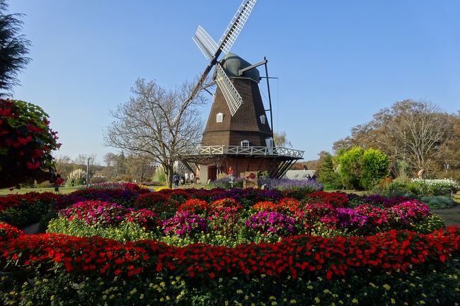 ふなばしアンデルセン公園　コスモスなど花いっぱい