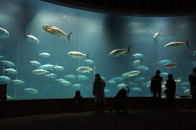 葛西臨海水族園の毎月『7』のつく日は『おとなガイドツアー』の日♪<br /><br />参加資格は16歳以上、定員10名程度、1日1回のガイドツアーです。<br />月ごとに変わるテーマと、各日で異なる内容の限定ツアー。<br />通常のガイドツアーよりも深い内容でじっくりと水槽を観察できるなんて、素晴らしく贅沢な時間の使い方ですね(n*´ω`*n)