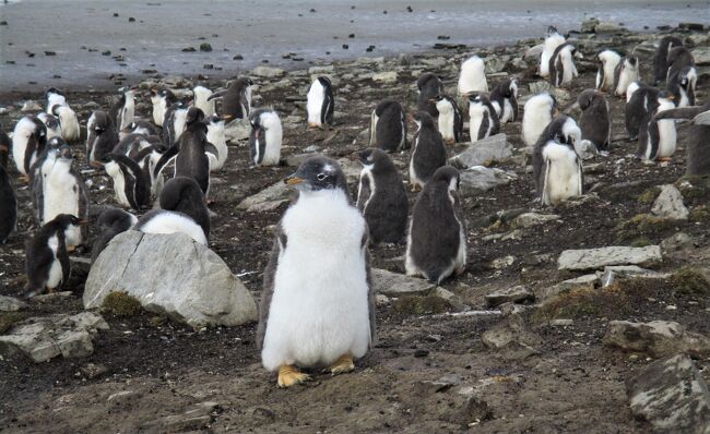 冒頭の写真は、フォークランド諸島の、Ｂｌｕｆｆ　Ｃｏｖｅで観察したペンギンの生息地にあるルッカリー（営巣地）です。<br /><br />南米・フォークランド諸島・チリアンフィヨルドクルーズ 21日間 での前半で、南米大陸の南半分をぐるりと廻りこむ、まさに船旅ならではの壮大なルートを巡りました。<br /><br />ブエノスアイレスから世界最大の河幅を誇るラプラタ河を下りウルグアイ東方共和国へ寄り、亜南極のフォークランド諸島から世界最南の町ウシュアイアへ。<br />後半は、南米最南端付近を廻りこみ世界史を変えたマゼラン海峡を通りブンタアレーナスへ、その後チリフィヨルドを進んで、最後はパタゴニア沖からチリのサンチャゴ郊外の港町バルパライソへと、地図で追うだけでも大変魅力的なロマン溢れるルートを巡り旅が進むにつれ目にする景観はダイナミックに変化し、毎日がハイライトの連続の航路でした。<br /><br />アルゼンチンは銀の国とも呼ばれ、アンデスの山々、氷河湖、大草原パンパ、伝統的な牛の放牧地などがある広大な国土を誇り、タンゴや音楽でも有名です。<br />首都は国際的な大都市ブエノスアイレスで、市の中心にある五月広場の近くには、バルコニーが有名な大統領官邸カサロサーダなど 19 世紀の建築物が立ち並びます。<br /><br />ウルグアイ東方共和国の首都はモンテビデオ、大西洋に注ぐラプラタ川河口に港湾都市として栄えた街で、1726年スペイン征服者によって創設され、旧市街には歴史的建造物や石畳の道が現存しており、街路樹の緑も美しく国民性も穏やかです。<br /><br />フォークランド諸島は、南大西洋の南米大陸の沖にある島々で、島は夏の平均気温が7～15度、冬が0～5度という寒冷海洋性気候の時々雪も降る農業には厳しい気候から、漁業とヒツジの放牧が主要産業になっています。<br />おすすめの観光は野生動物の観察で、王様ペンギンのルッカリー（営巣地）があることで知られるフォークランド諸島です。<br /><br />