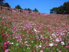 国営昭和記念公園～２０１８コスモスまつり