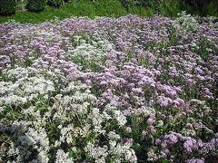 2018年10月　山口県・山陽小野田市　竜王山にアサギマダラを見に行きましたがいませんでした。