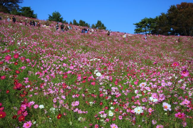 国営昭和記念公園～２０１８コスモスまつり