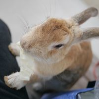 『うさぎ島』で癒される！’18広島旅＠大久野島