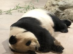 2018,9月　No.5 ANAマイレージでワシントンに行って、HGVに泊ってみた。スミソニアン国立動物園でパンダをゆっくり見ました編　帰国編
