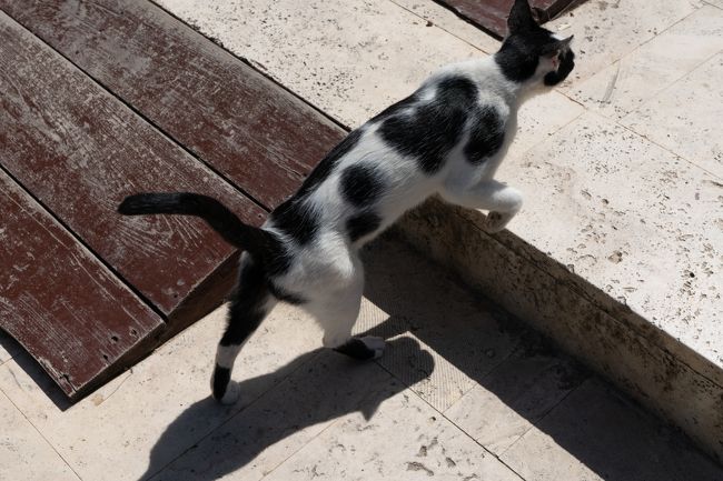 青い街シャウエンとサハラ砂漠を見てみたいということで，カサブランカin，マラケシュoutにてモロッコを，16泊18日，時計回りで旅してきました．最後の方はややダレた感もあり，アクシデントに見舞われ，予定を変更した部分もありますが，中々面白い旅でした．特にシャウエン，サハラ砂漠はそれだけを見るためだけに行く価値があると感じました．<br />宿泊した都市はカサブランカ，ラバト，メクネス(ヴォルビリスも訪問)，フェズ，メルズーガ(サハラ砂漠)，ティネリール(トドラ渓谷)そしてマラケシュです．<br />都市間の移動は列車(ONCF)，バス(CTM， Supratours)を利用，都市内の移動は主に徒歩，あるいはバスやトラムを利用しました．<br />ルート概要は 成田→ドーハ(乗継のみ)→カサブランカ→ラバト→メクネス★→ヴォルビリス遺跡★→メクネス★→フェス→シャウエン→フェス(バス乗継)→メルズーガ(サハラ砂漠)→ティネリール(トドラ渓谷)→マラケシュ→ドーハ(乗継のみ)→羽田 です．<br /><br />その2：メクネス編+ヴォルビリス遺跡編 4,5日目<br />4日目：ホテルチェックアウト後，メクネスに向かうためRabat Ville駅へ行き，駅構内のカフェで朝食，そして9:13発の列車に乗車．Meknes Al Amir駅に到着後は，徒歩でメディナ内のリヤドへ，これは正直オススメしません．リヤドでオーナーのメクネス案内および休憩後，Restaurant YAHALA Meknesにて昼食．その後，マンスール門やムーレイ・イスマイル廟，ブー・イナニア・マドラサなどメディナ内を中心に散策しました．エディム広場のカフェで夕食代わりのアボカドジュースを飲んで，リヤドに戻り，ルーフテラスでミントティをいただきながら夕景を鑑賞しました．<br />5日目：リヤドの朝食後，チェックアウト．荷物を預けて世界遺産のヴォルビリス遺跡へ向かいます．プチタクシーでグランタクシー乗り場まで行き，グランタクシーをチャーター．ヴォルビリス遺跡を2時間強ほど見学して，エディム広場に戻り，昼食をとりました．<br /><br />観光ルートは下記の通り．<br />4日目：Rabat Ville駅（朝食）→Meknes Al Amir駅→リヤド→Restaurant YAHALA Meknes（昼食）→エディム広場，マンスール門→ムーレイ・イスマイル廟→キリスト教徒の地下牢，クベット・エル・キャティン→ブー・イナニア・マドラサ→メディナおよび城壁外を散策→エディム広場（夕食代わり）→リヤド（ルーフテラスでミントティ）．<br />5日目：リヤド→(プチタクシー)→グランタクシー乗り場→(グランタクシー)→ヴォルビリス遺跡→(グランタクシー)→エディム広場（昼食）．<br /><br />表紙はヴォルビリス遺跡の階段を颯爽と上るネコさん．<br /><br />その1：往路+カサブランカ編+ラバト編 https://4travel.jp/travelogue/11416627<br />★その2：メクネス編+ヴォルビリス遺跡編★←本旅行記<br />その3：フェス編 https://4travel.jp/travelogue/11416970<br />その4：シャウエン編 https://4travel.jp/travelogue/11418993<br />その5：サハラ砂漠編 https://4travel.jp/travelogue/11419408<br />その6：トドラ渓谷編 https://4travel.jp/travelogue/11421402<br />その7：マラケシュ編① https://4travel.jp/travelogue/11421488<br />その8：マラケシュ編②+復路 https://4travel.jp/travelogue/11421919