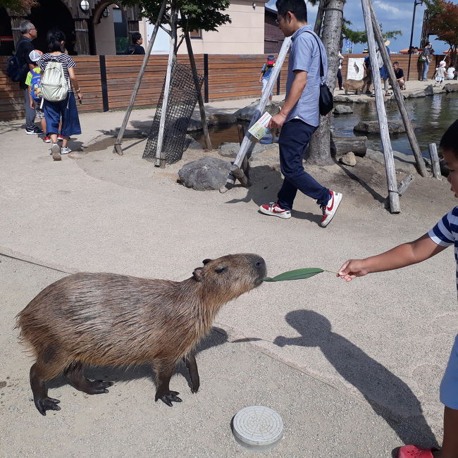 夏休み中の8月、子連れで初めて那須に遊びに行ってきました。サンバレー那須のコテージ「森のふくろう」に宿泊。<br />天候に恵まれプール遊びもできました。<br />翌日は、那須どうぶつ王国へ。動物と触れ合えるコーナーがたくさんあり楽しめました。