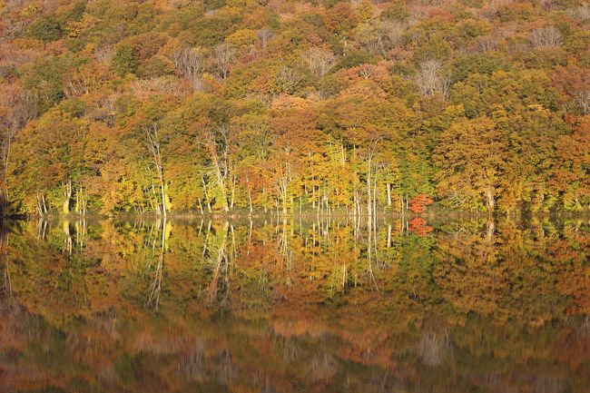 十和田・奥入瀬の紅葉めぐり2日目。<br />2日目も天気がよく、最近大人気の蔦沼、奥入瀬渓流、帰りには紅葉まっさかりの八幡平にも寄ってきました。<br /><br />https://www.youtube.com/watch?v=7uXdv8w9EOc