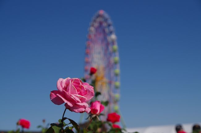 2018年10月　コキアを見にひたち海浜公園へ（その2）