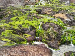 GW直前！草津温泉とコケを見に行く旅