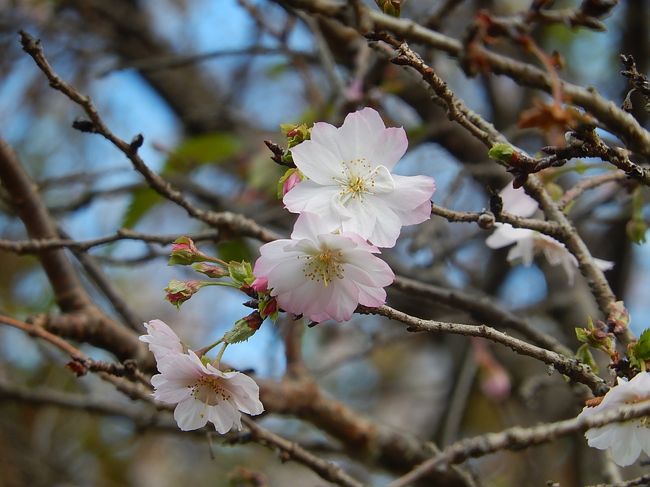 10月28日、午前11時頃に川越市下松原地区を自転車に乗り散策しました。　二週間前に見た十月桜はほぼ満開で見ごろになっていました。　小さな桜の花が青空に映えて美しかったです。<br /><br /><br /><br />*写真は下松原地区の十月桜
