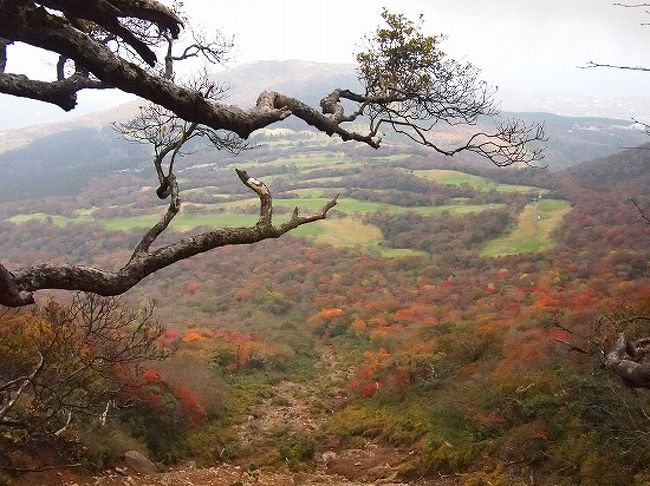 秋の山修行は伊豆・天城山へ。<br />天城山を構成するいくつかの山のうち、最高峰の万三郎岳と万二郎岳をぐりると一周してきました。<br />距離が長く、足場が悪い場所も多かったので初心者にはきつかったです！<br />森がきれいな山で、思いがけず素敵な紅葉を見ることができました。<br />累積600?（高低差330ｍ）<br />距離8.32㎞<br />5h45m