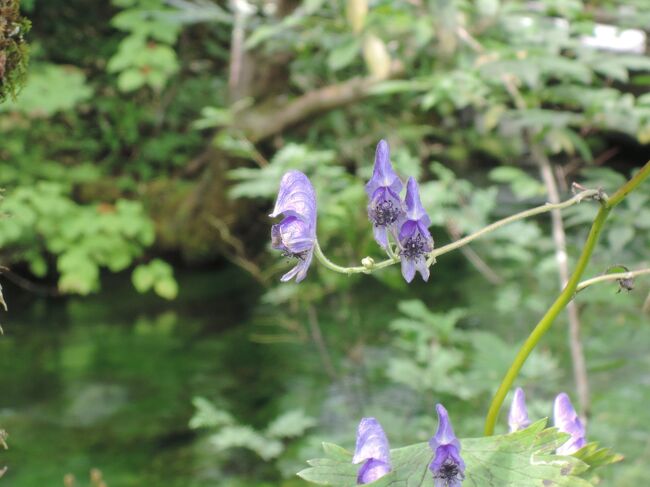 　表紙の花は、上高地のネイチャーガイドに参加して知ったトリカブトです。きれいな花には毒があるとは、このことなのだと納得しました。<br />　今年は、7月になっても宿泊を伴う旅へ行っていません。旅心が湧き始めていた折、大好きな上高地を紹介するテレビ番組を見ました。上高地へはしばらく行っていないことを思い出したため、早速、以下の旅行計画を組んで手配をしました。<br />　前泊を白馬にしたのは、悪天候などで未だに白馬のロープウエイに乗れていないためです。<br />　戸隠神社の方は、信州一のパワースポットという謳い文句のツアーパンフが気になっていたこと、日本三大蕎麦だという戸隠蕎麦を食べてみたかったこと等によります。<br />1日目　8月28日〔火〕<br />・自宅→昼食(中社)→戸隠神社中社→奥社→大望峠展望台→白馬<br />　　　　　　　　　　　　　　　　　　　　　　泊：白馬パイプのけむり<br />2日目　8月29日〔水〕<br />・ホテル→白馬八方尾根（雲が厚くロープウエイに乗っての散策は中止）<br />　以下に変更　大町山岳博物館→松本城→天然キノコそば→沢渡→上高地　　　　　　　　　　　　　　　　　　　　　　　　　　泊：ホテル白樺荘<br />3日目　8月30日〔木〕<br />・ホテル→上高地ネイチャーガイド→ツルヤなぎさ店（松本市）→<br />　　　　　　　　　　　　　　岡谷駅前で増田醸造の野沢菜購入→自宅