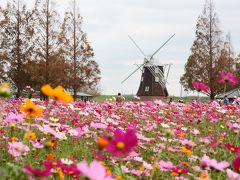 こんな綺麗なコスモス畑見たことない！あけぼの山農業公園