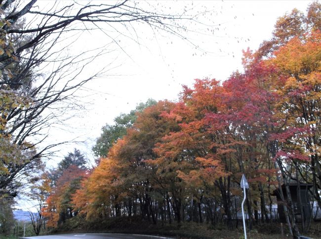 草津(群馬県草津町)の紅葉を見に行ってきました。<br />10月末なのに紅葉の真っ盛りでした。