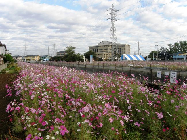 今朝は、久喜市鷲宮の「わしみやコスモス祭り」のイベントがあることを思い出し、まだ、コスモスロードのコスモスも見ていないことに気が付き、祭りを見ながら、コスモスロードを歩くのはきついので、早朝ウォーキングコー。スを葛西用水沿いのコスモスロードにして、歩いてみた