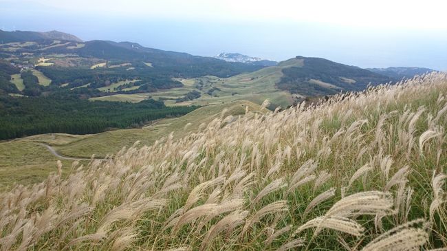 夕食がお刺身(半額！)のとある日。<br /><br />妻「．．．最近、海に旅行へ行ってないね」<br />僕「いやあ、もう水着着て泳ぐのって．．．」<br />妻「そうじゃなくて、普通に海沿いの旅行」<br />僕「行きたい？」<br />妻「行きたい！美味しい魚いっぱい食べたい！」<br /><br />と言うことで、10月の秋旅行は静岡県の東伊豆、稲取温泉に決定！海の幸満載で大満足！<br /><br />しかも、細野高原という新しい秋の観光スポットを発見し、壮大な景色とすすき見学を楽しみました。<br /><br />最近だらだらと長い旅行記が多かったことを反省し、今回は2編にぎゅうぎゅうに詰め込みましたので、どうぞ最後までお付き合いください。<br /><br />《総走行距離:421.1km》 <br /><br />[こちらは 前編 です]